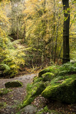 Téléchargez les photos : Superbe image de paysage d'automne des bois et des feuilles dorées et de la rivière qui traverse la vallée profonde en dessous - en image libre de droit