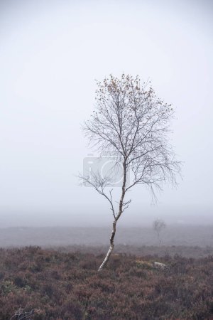 Téléchargez les photos : Belle image de paysage brumeux d'arbres à la lisière d'une forêt draamtique dans le district de Peak - en image libre de droit