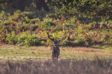 Téléchargez les photos : Belle photo de Red Deer Cervus Elaphus avec un bois à l'automne paysage lever de soleil avec la lueur du soleil doré pendant la saison de rut - en image libre de droit