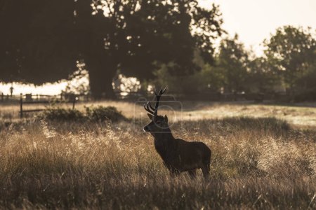 Foto de Hermosa foto del ciervo rojo Cervus Elaphus con una astas en otoño paisaje de la salida del sol con el resplandor del sol dorado durante la temporada de roce - Imagen libre de derechos