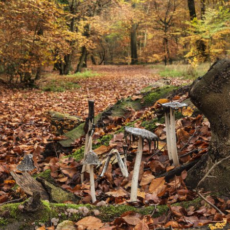 Foto de Hermosa escena de otoño bosque de otoño con coloridos colores otoñales vibrantes en los árboles y la tapa de tinta Coprinus Comatas setas - Imagen libre de derechos