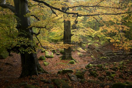 Téléchargez les photos : Superbe image de paysage d'automne des bois et des feuilles dorées et de la rivière qui traverse la vallée profonde en dessous - en image libre de droit