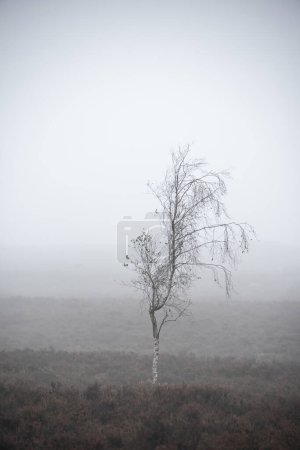 Foto de Hermosa imagen de paisaje nebuloso de árboles en el borde de un bosque deslucido en Peak District - Imagen libre de derechos