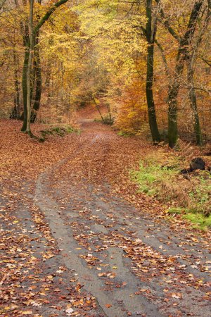Foto de Hermosa escena de otoño bosque de otoño con coloridos colores otoñales vibrantes en los árboles - Imagen libre de derechos