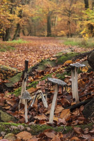 Foto de Hermosa escena de otoño bosque de otoño con coloridos colores otoñales vibrantes en los árboles y la tapa de tinta Coprinus Comatas setas - Imagen libre de derechos