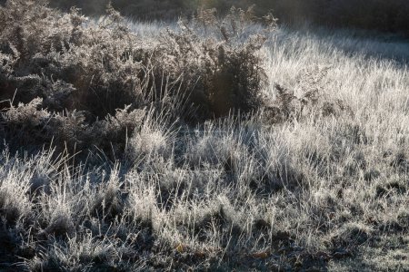 Foto de Hermosa imagen de paisaje íntimo de hierba helada dorada retroiluminada durante la salida del sol otoño - Imagen libre de derechos