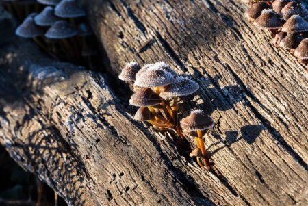 Foto de Maravilloso primer plano del hongo común congelado Bonnet al amanecer en otoño Otoño - Imagen libre de derechos