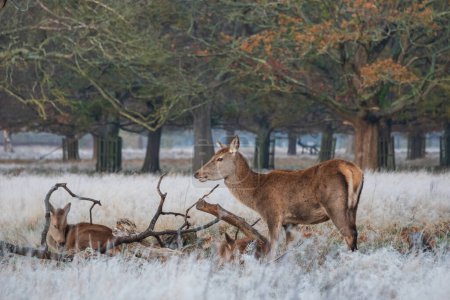 Photo for Beautiful landscape Autumn Fall image of Red Deer Cervus Elaphus at dawn in frosty forest setting - Royalty Free Image