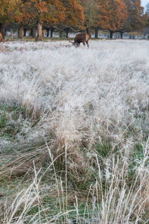 Foto de Hermoso paisaje Otoño Otoño Imagen de Ciervo Rojo Cervus Elaphus al amanecer en un bosque helado - Imagen libre de derechos