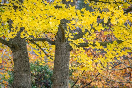 Téléchargez les photos : Bel arbre Gingko en plein jaune vif Automne Couleurs automnales dans le paysage forestier - en image libre de droit