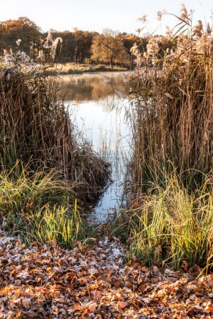 Téléchargez les photos : Belle automne automne au bord du lac lever du soleil brumeux matin vibrant image de paysage - en image libre de droit