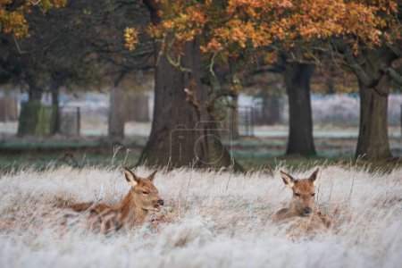 Photo for Beautiful landscape Autumn Fall image of Red Deer Cervus Elaphus at dawn in frosty forest setting - Royalty Free Image