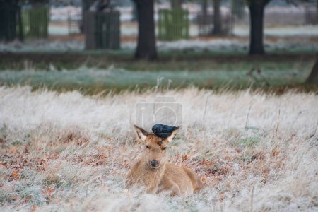 Téléchargez les photos : Beau paysage Automne Image d'automne de Red Deer Cervus Elaphus à l'aube dans un cadre de forêt gelée - en image libre de droit