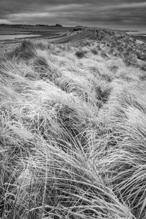 Foto de Hermoso paisaje de invierno blanco y negro de hierba helada congelada rara en dunas de arena en la playa Northumberland en Inglaterra - Imagen libre de derechos
