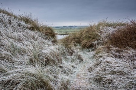 Foto de Hermoso paisaje invernal de rara hierba helada congelada en dunas de arena en la playa Northumberland en Inglaterra - Imagen libre de derechos