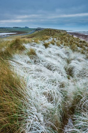 Foto de Hermoso paisaje invernal de rara hierba helada congelada en dunas de arena en la playa Northumberland en Inglaterra - Imagen libre de derechos
