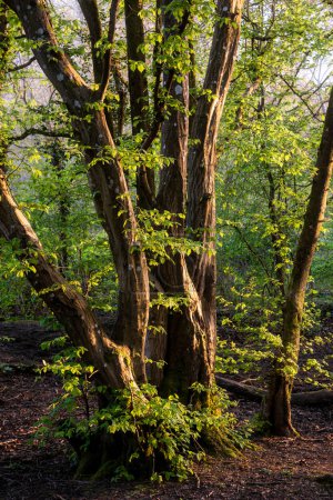 Foto de Hermosa mañana de primavera resplandor paisaje imagen de bosque con luz lateral que viene a través de los árboles - Imagen libre de derechos