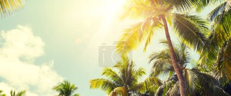 Photo for Panorama of tropical palm tree with sun light on sky background. Coconut palm trees and shining sun with vintage effect. - Royalty Free Image