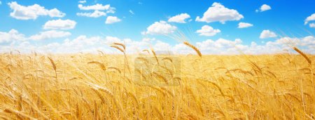 Photo for Panorama of golden ears of wheat against the blue sky and clouds. Harvest of ripe wheat against the blue sky. Field of wheat, agriculture background. - Royalty Free Image