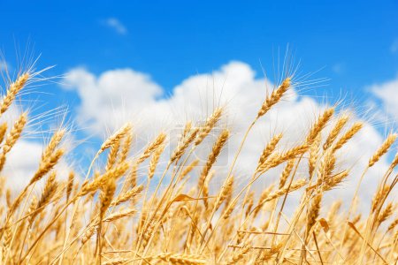 Photo for Golden ears of wheat against the blue sky and clouds, close up. Harvest of ripe wheat against the blue sky. Field of wheat, agriculture background. - Royalty Free Image