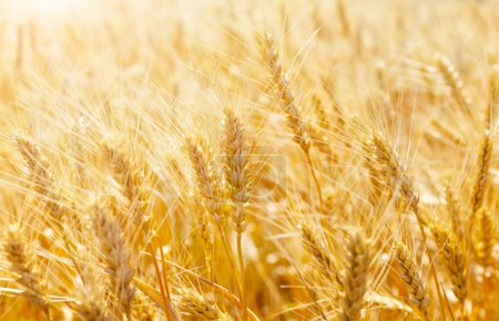 Photo for Ears of golden wheat, close up. Beautiful nature sunset wheat field background. Rural scenery of wheat meadow under shining sunlight. - Royalty Free Image