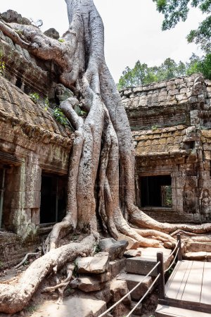 Photo for Classical picture of Ta Prohm Temple, Angkor, Cambodia. The roots of the trees sprouted into the ruins of temple Ta Prom Angkor Wat in Siem Reap, Cambodia. - Royalty Free Image