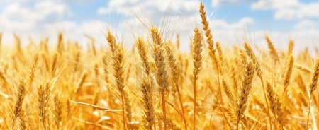 Photo for Panorama of golden ears of wheat against the blue sky and clouds. Harvest of ripe wheat against the blue sky. Field of wheat, agriculture background. - Royalty Free Image