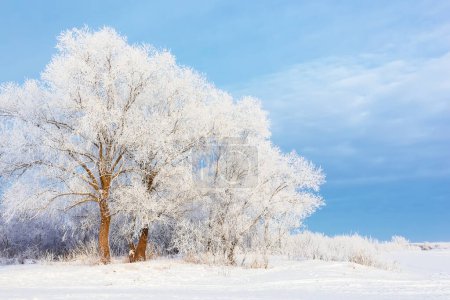 Zimowy piękny krajobraz z drzewami pokrytymi mrozem. Mroźny zimowy krajobraz w śnieżnym lesie.