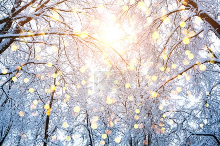 Foto de Invierno abeto escena de Navidad con la luz del sol. Ramas de abeto cubiertas de nieve
. - Imagen libre de derechos