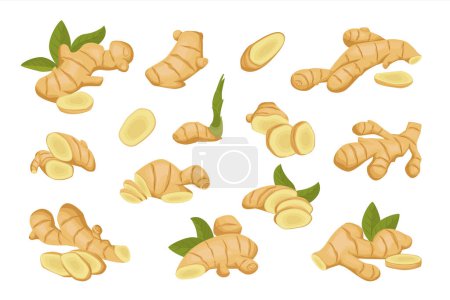zinziber gingers set. cut ginger roots slices, cartoon tea gingers isolated on white background. vector cartoon plants.