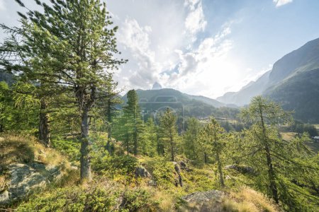 Téléchargez les photos : Paysage forestier de pins au coucher du soleil dans les Alpes suisses - en image libre de droit