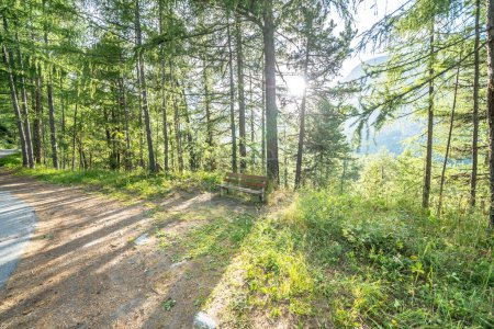 Téléchargez les photos : Paysage forestier de pins au coucher du soleil dans les Alpes suisses - en image libre de droit