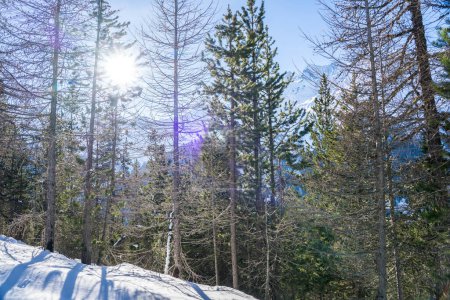 Coucher de soleil dans le bois entre les souches d'arbres en hiver
