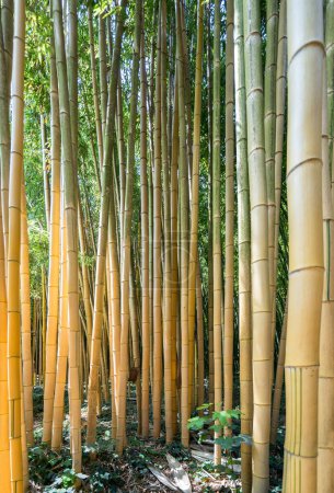 Les célèbres Cévennes de Bambou d'Anduze, Occitanie, France
