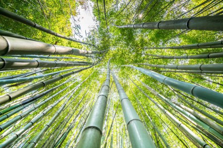 Die berühmten Bambus-Cevennen von Anduze, Okzitanien, Frankreich