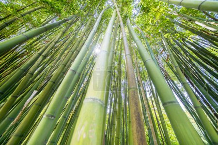 El famoso Bambú Cevennes de Anduze, Occitanie, Francia