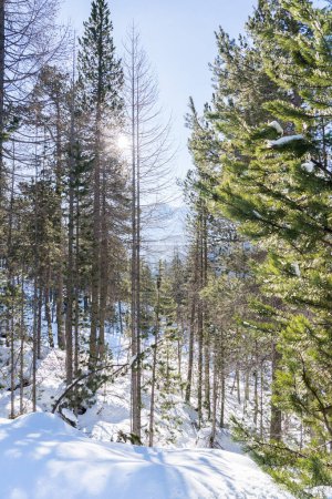 Téléchargez les photos : Coucher de soleil dans le bois entre les souches d'arbres en hiver - en image libre de droit