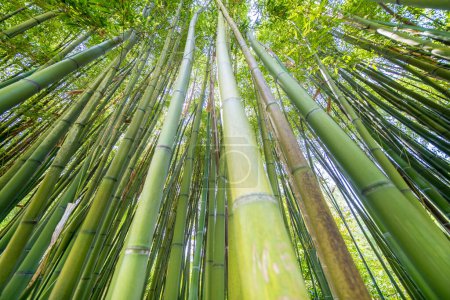 El famoso Bambú Cevennes de Anduze, Occitanie, Francia