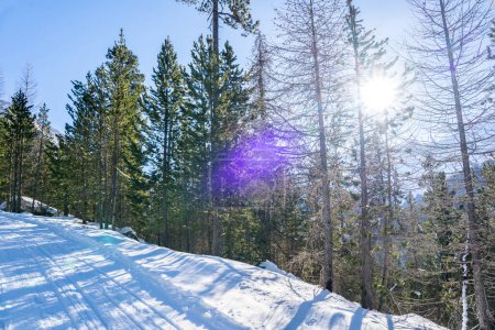 Téléchargez les photos : Coucher de soleil dans le bois entre les souches d'arbres en hiver - en image libre de droit