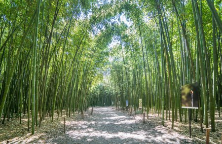 Die berühmten Bambus-Cevennen von Anduze, Okzitanien, Frankreich