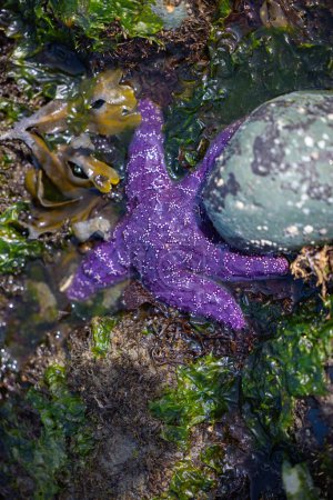 Closeup of purple starfish in tidepool closeup