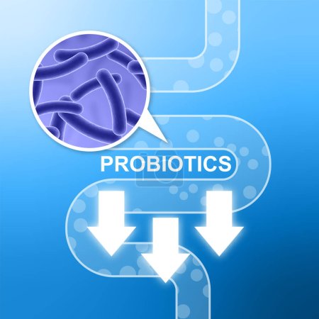 Ilustración de Digestive system and probiotics. EPS10 vector - Imagen libre de derechos