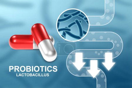 Illustration for Probiotics banner template. Probiotic in capsule with digestive system. Microbiome elements with medical pill. Human health background. EPS10 vector - Royalty Free Image