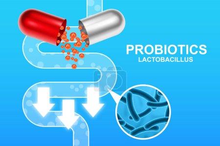 Banner-Vorlage für Probiotika. Probiotikum in Kapsel mit Verdauungssystem. Mikrobiom-Elemente mit medizinischer Pille. Zur Hälfte mit Probiotika-Granulat. EPS10-Vektor