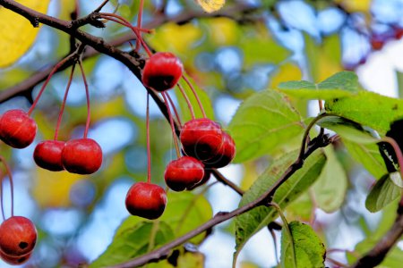 Photo for Ripe, red crabapples, crab apples, Malus, hang on an apple tree - Malus Neville Copeman flowering crab apple deciduous fruits. - Royalty Free Image