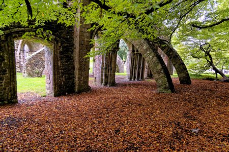 Photo for The remains of the Chapter House of the Cistercian Abbey, shaded by a fern-leaved beech tree. Margam Country Park, Margam, Port Talbot, South Wales, United Kingdom - 15th of October 2022 - Royalty Free Image