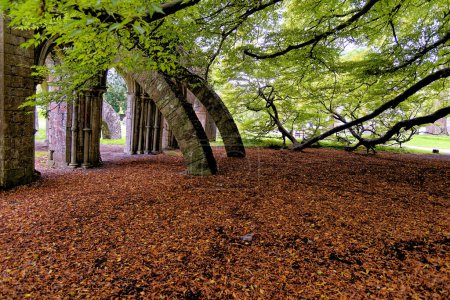 Photo for The remains of the Chapter House of the Cistercian Abbey, shaded by a fern-leaved beech tree. Margam Country Park, Margam, Port Talbot, South Wales, United Kingdom - 15th of October 2022 - Royalty Free Image