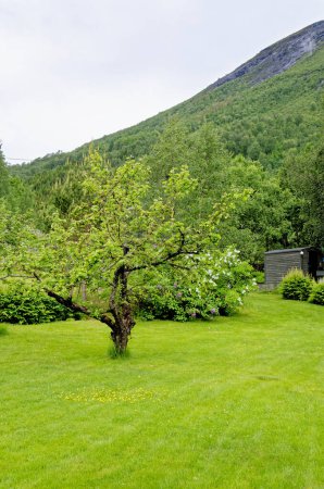 Foto de Beautiful norwegian landscape in the summer time - Andalsnes - Norway. 20.06..2012 - Imagen libre de derechos
