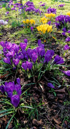 Téléchargez les photos : Champ de fleurs de crocus. The Crocus flavus in Lytham, Lytham St Annes, Fylde Coast, Lancashire Royaume-Uni - 24 février 2023 - en image libre de droit