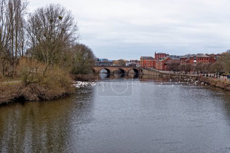 Téléchargez les photos : Le sanctuaire des cygnes sur la rivière Severn à Worcester, Angleterre, Royaume-Uni 28 janvier 2023 - en image libre de droit